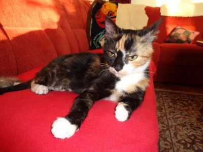Tessy